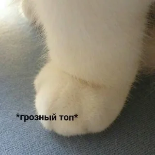 Sticker from Мои любимые котеки