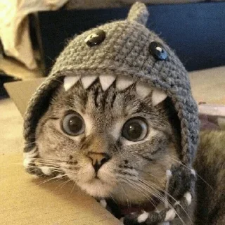 Sticker from Мои любимые котеки