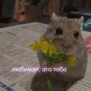 💐 emoji Hot animals Telegram sticker 9 of 24