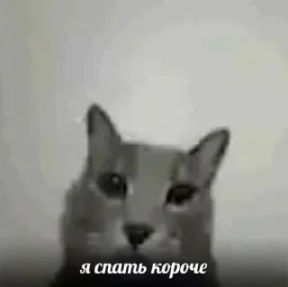 💤 emoji АБСОЛЮТ Telegram sticker 6 of 48