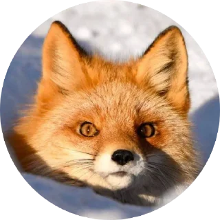 Sticker from 🦊 лисики 🦊