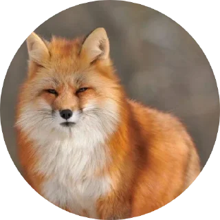 Sticker from 🦊 лисики 🦊