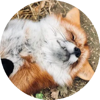 Sticker from 🦊 лисики 🦊