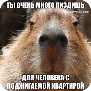 Sticker from Мем пак