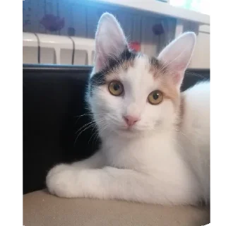 Sticker from Мой любимый котик