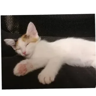 Sticker from Мой любимый котик