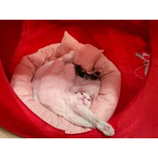 Sticker from Мой любимый котик