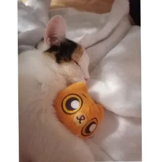 Sticker from Мой любимый котик