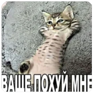 🫥 emoji кот Telegram sticker 3 of 53