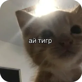 🫥 emoji кот Telegram sticker 10 of 53