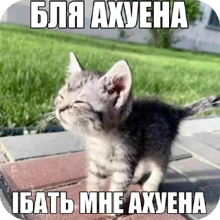 🫥 emoji кот Telegram sticker 22 of 53