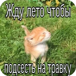🫥 emoji кот Telegram sticker 13 of 53