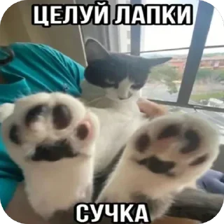 🫥 emoji кот Telegram sticker 4 of 53