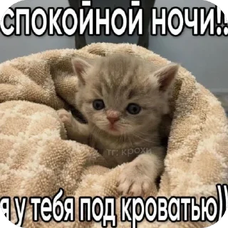 🫥 emoji кот Telegram sticker 19 of 53