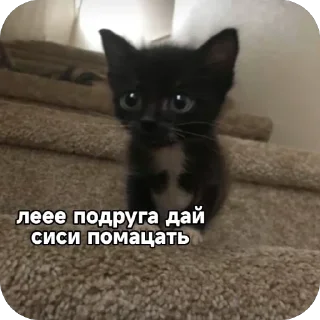 🫥 emoji кот Telegram sticker 7 of 53