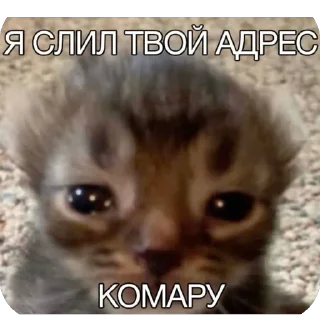 🫥 emoji кот Telegram sticker 18 of 53