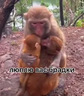 😍 emoji Стикеры @stickrubot @textmeru_bot Telegram sticker 8 of 38