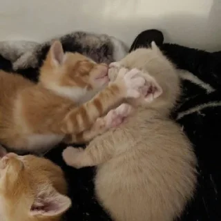 котики мяумяумяу!! sticker 3