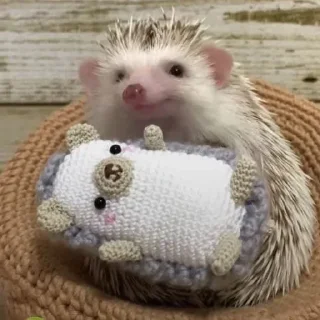 🦔 emoji МУХОСТОРИКУС @Shrifty_textbot Telegram sticker 14 of 61