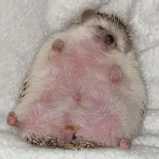 🦔 emoji МУХОСТОРИКУС @Shrifty_textbot Telegram sticker 10 of 61