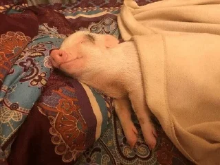 💤 emoji pig cute Telegram sticker 6 of 11