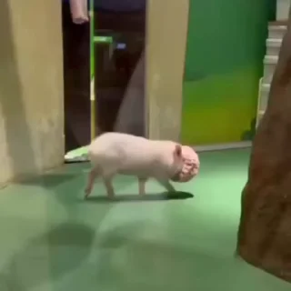 pig cute sticker 3