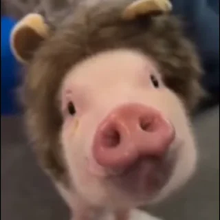 pig cute sticker 4
