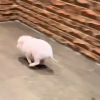 pig cute sticker 2