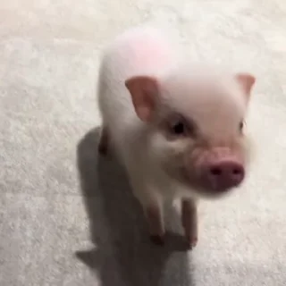 pig cute sticker 1