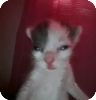 Sticker from Мемные коты (@lckvvv)