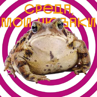 🐸 emoji Больше стикеров –> @strikeers 💋 Telegram sticker 24 of 46