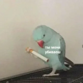 🚬 emoji ВСЕ СТИКИ ТУТ: @sekstick Telegram sticker 21 of 72