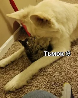 😽 emoji ВСЕ СТИКИ ТУТ: @sekstick Telegram sticker 12 of 72