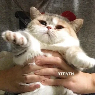 🥵 emoji ВСЕ СТИКИ ТУТ: @sekstick Telegram sticker 15 of 72