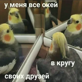🦜 emoji ВСЕ СТИКИ ТУТ: @sekstick Telegram sticker 23 of 72