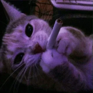 🚬 emoji Worldwide Bee Telegram sticker 22 of 30