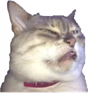 Sticker from SAVAGE CATTOS