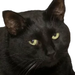 Sticker from SAVAGE CATTOS