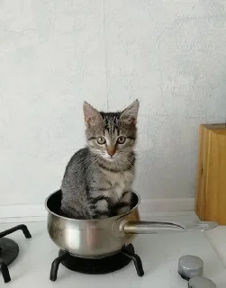 🥘 emoji котятки Telegram sticker 14 of 31