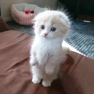😲 emoji котятки Telegram sticker 5 of 31