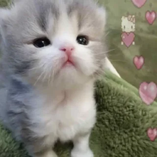котятки sticker 4