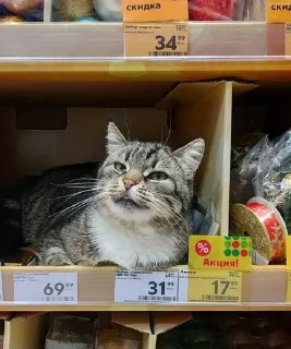 😸 emoji котятки Telegram sticker 19 of 31
