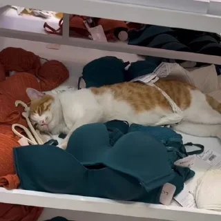 👙 emoji котятки Telegram sticker 18 of 31