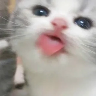 котятки sticker 1