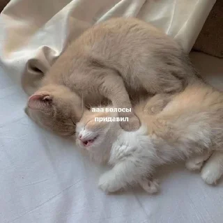 ❤️‍🔥 emoji котятки Telegram sticker 12 of 31