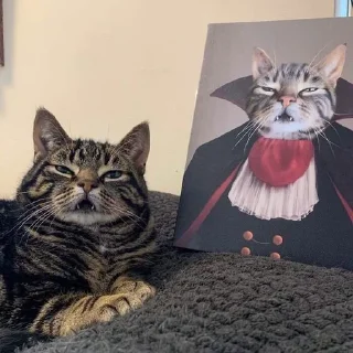 🧛 emoji котятки Telegram sticker 24 of 31