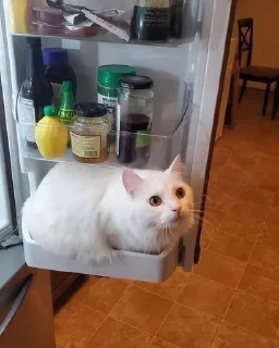 🧊 emoji котятки Telegram sticker 16 of 31