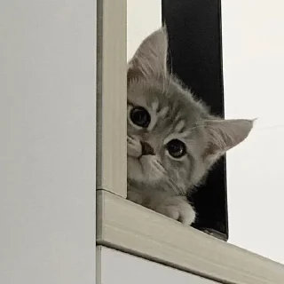 🛌 emoji котятки Telegram sticker 10 of 31