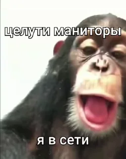 Sticker from Бибизяны @cryptopenys