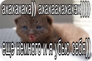 Sticker from Котики в суицидальной агонии